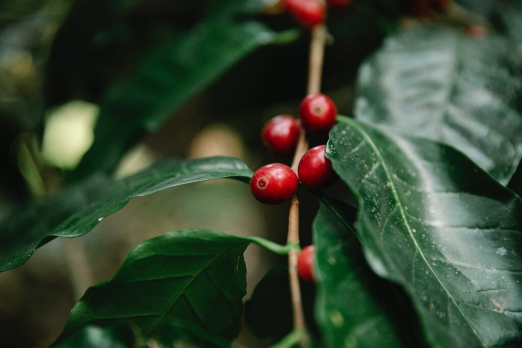 Neekologiškos kavos auginimo problemos
